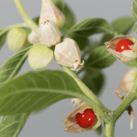 Ashwagandha plant and berry