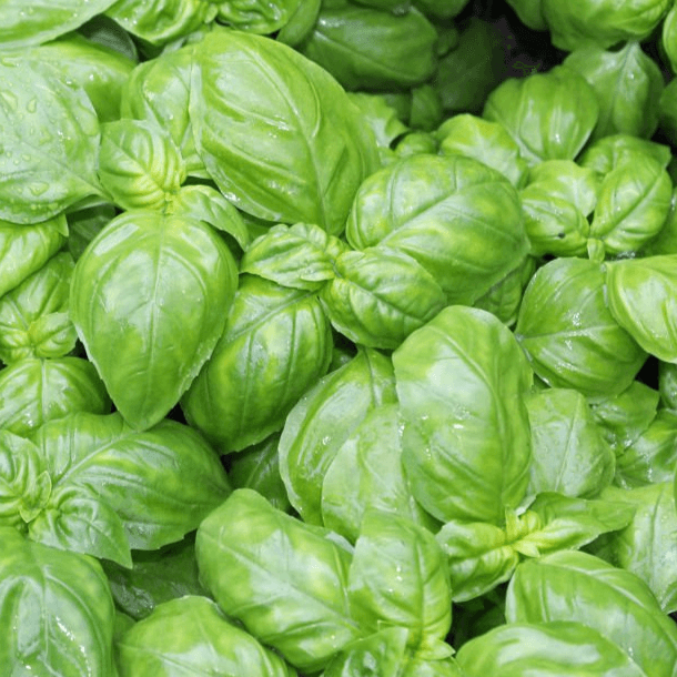 Basil leaves