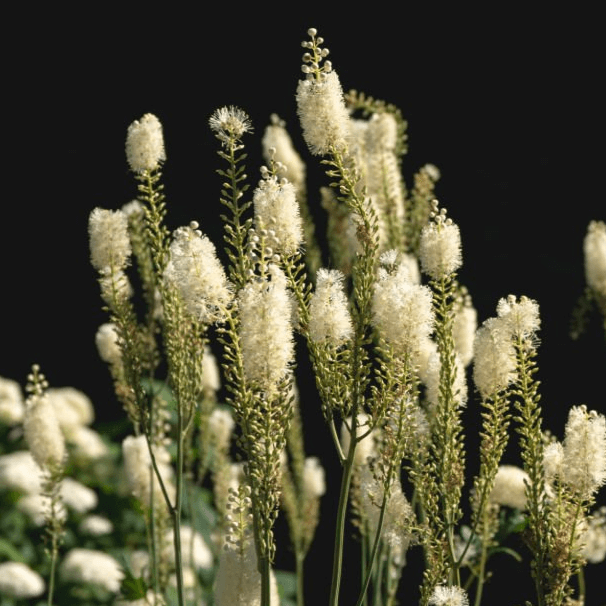 Black cohosh plant