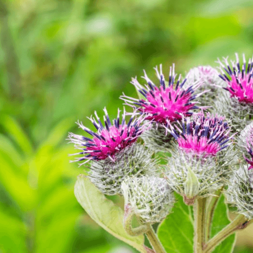 Burdock plant