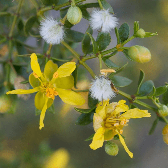 Chaparral flower