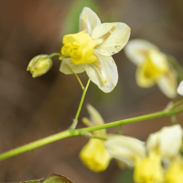 Epimedium Flower