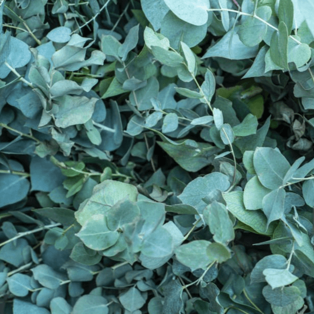 Eucalyptus Leaves