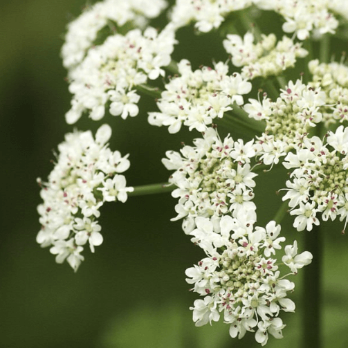 Female Ginseng Flowers