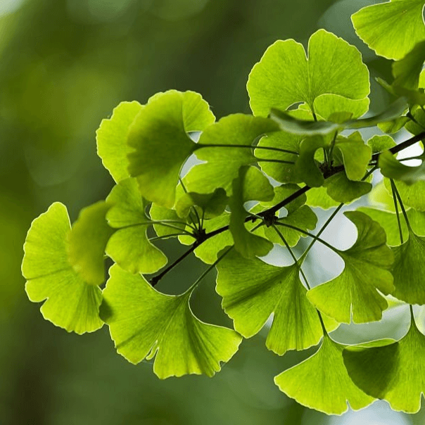 Ginkgo Leaves