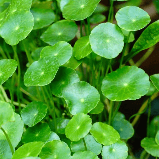 Gotu Kola Leaves