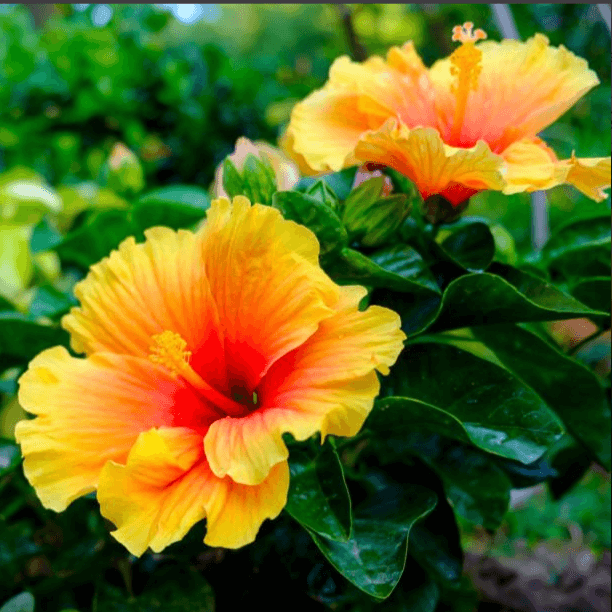 Hibiscus Flowers