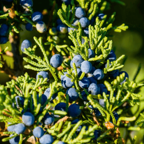 Juniper Berries