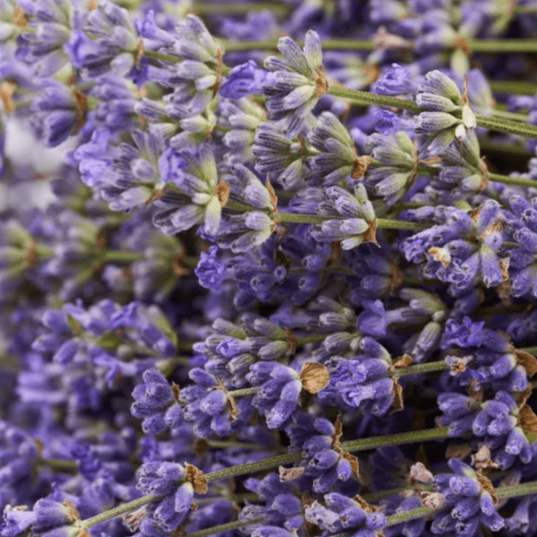 Lavender Flowers