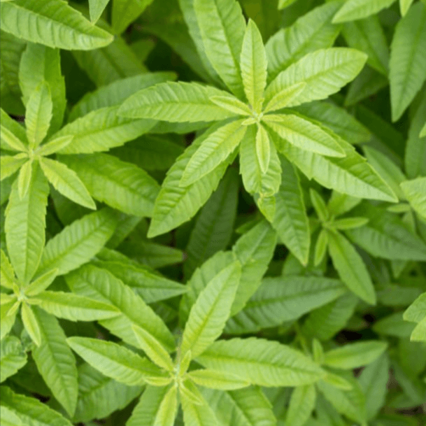 Lemon Verbena Leaves